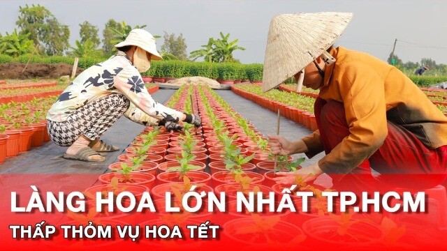 Video: Làng hoa lớn nhất TP.HCM thấp thỏm vụ hoa Tết