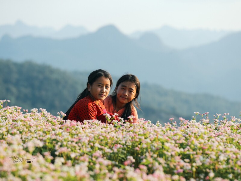 Họ phát hiện ra một mùi thơm kỳ lạ ở khe núi, đó chính là mùi thơm của loài hoa tím phớt e ấp dưới những chiếc lá tam giác xanh mơn mởn. Họ đã lấy hạt hoa này về làm lương thực và ăn thơm ngon không kém gì ngô thóc. Đó chính là cây tam giác mạch. (Ảnh: Pham An)