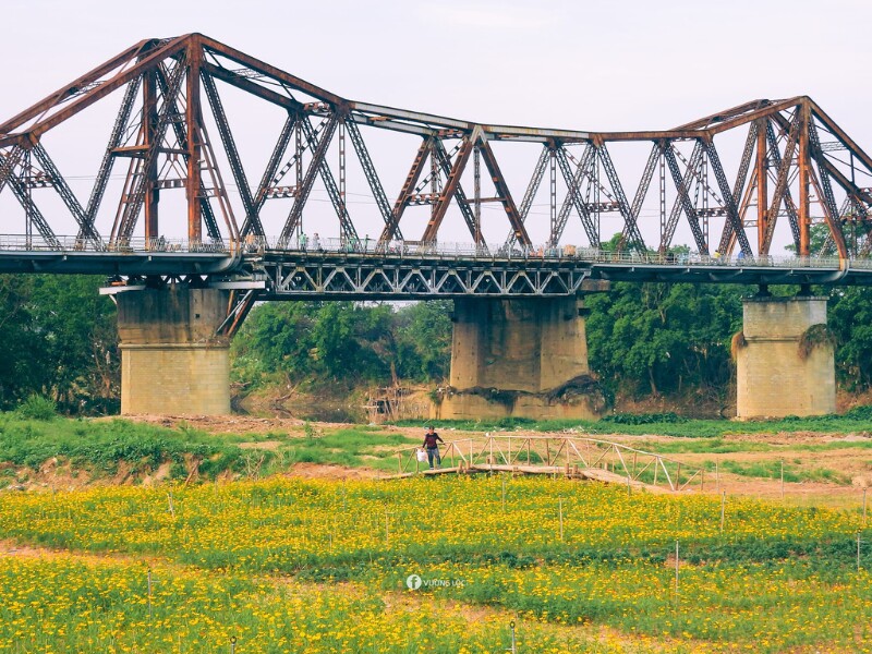 Từ bãi giữa ngổn ngang lều trại, gia súc, gia cầm… lại trải qua đợt nước sông dâng cao do ảnh hưởng của cơn bão số 3 Yagi, đến nay, vườn hoa cúc sau đợt gieo trồng thứ ba mới cho thu về thành quả. (Ảnh: Vương Lộc)