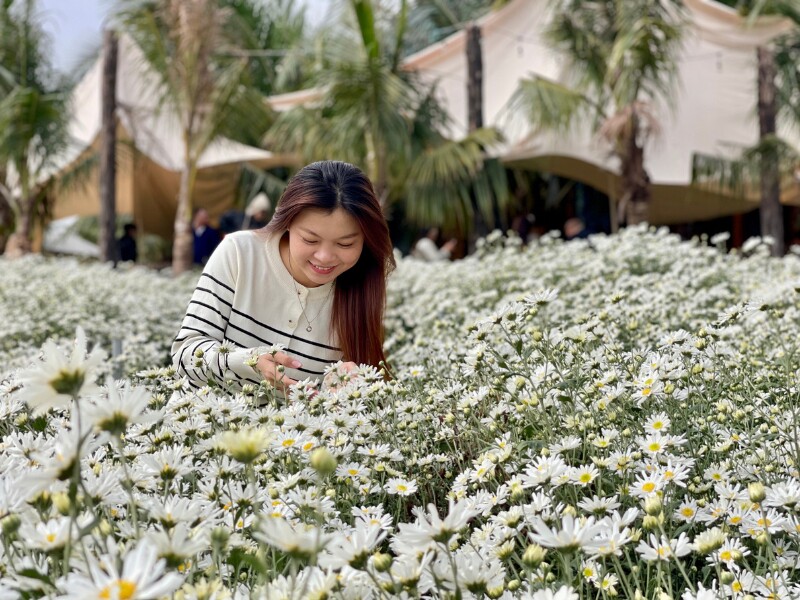 Ngoài cúc họa mi, Thung lũng hoa cũng trồng thêm nhiều loài hoa khác nhau. Hiện tại, hoa oải hương, dạ yến thảo cũng đang nở rộ trong vườn, thu hút nhiều du khách chụp ảnh.