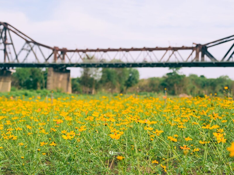 Với vị trí thoáng đãng, xa xa là cây cầu Long Biên - “chứng nhân lịch sử” mang vẻ đẹp cổ kính, vườn hoa cúc đem lại cho người dân trải nghiệm chụp ảnh mới mẻ, độc đáo. (Ảnh: Vương Lộc)