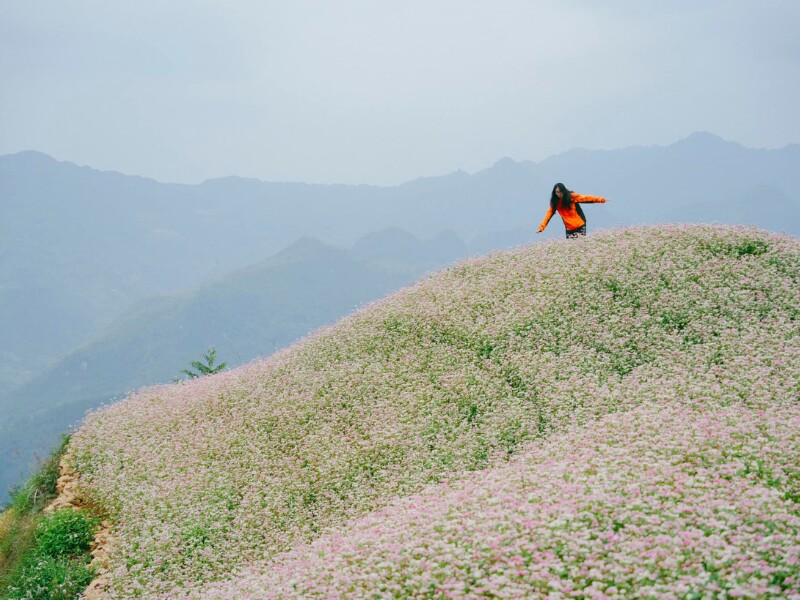 Tam giác mạch hay kiều mạch, lúa mạch đen (tiếng Anh là buckwheat) được trồng ở vùng núi cao phía Bắc Việt Nam. Loại cây này thuộc họ đậu (Fabaceae), cánh hoa chụm lại với nhau thành hình chóp, ở giữa là hạt mạch.
(Ảnh: Nguyễn Đức Hiếu)