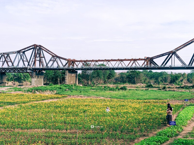 Khu đất này từng bị chìm trong biển nước và rác thải do ảnh hưởng ngập lụt khi bão Yagi đi qua, đến nay chỉ sau hơn 1 tháng cải tạo đã trở thành cánh đồng hoa cúc vàng rực rỡ. (Ảnh: Vương Lộc)