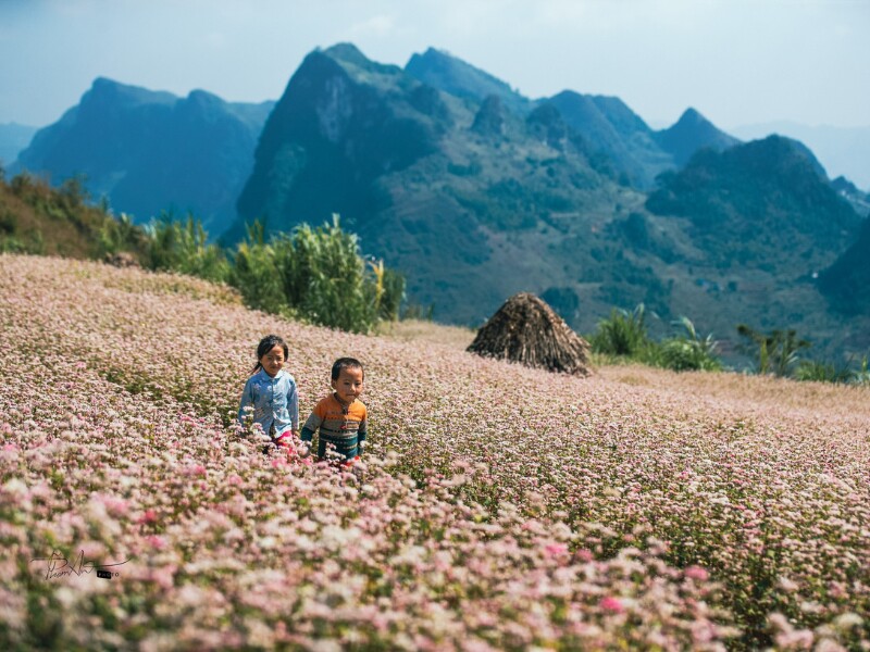 Loài hoa này mọc thành cánh đồng trải dài trên triền đồi, thung lũng đá,.. tuy mỏng manh nhưng luôn kiên cường khoe sắc giữa núi đá bạt ngàn. (Ảnh: Pham An)