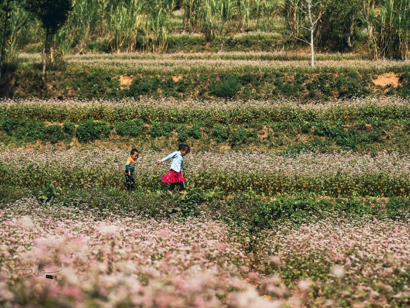 Tam giác mạch có ở khắp nơi trên đất Hà Giang, từ sườn đồi cho đến ruộng bậc thang, có lúc vươn lên từ khe đá tai mèo, trên những cung đường, chân núi, thậm chí là ở trên các vách đá chông chênh. (Ảnh: Pham An)