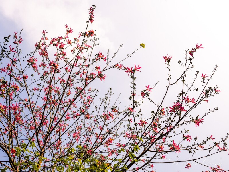 Bất cứ ai đi qua đều dừng bước ngắm nhìn và không khỏi xuýt xoa trước vẻ đẹp đắm say lòng người của loài hoa mỹ nhân. (Ảnh: Toàn Quang)