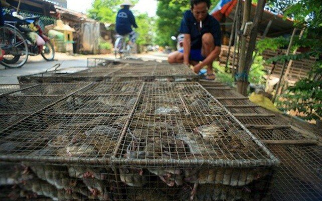 Chợ chuột Phù Dật hoạt động cả ngày lẫn đêm.