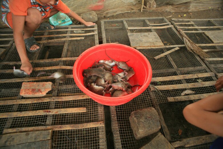 Ở chợ Phù Dật, số lượng đơn đặt hàng lớn nên chuột được các tiểu thương thu mua bao nhiêu cũng không đủ đáp ứng nguồn cung.