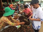 Lifestyle - Kỳ lạ chợ côn trùng lớn nhất miền Tây: Cánh đàn ông thích mê vì lời đồn "xuân dược"