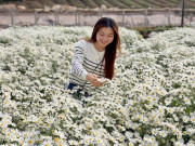 Lifestyle - Loài hoa mệnh danh "sứ giả mùa đông" nở trắng tinh khôi, chị em Thủ đô đua nhau đi chụp ảnh check-in