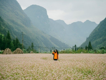 Lifestyle - Ghé Hà Giang "săn" loài hoa xưa dùng để cứu đói dân nghèo, nay thành điểm hút khách bậc nhất