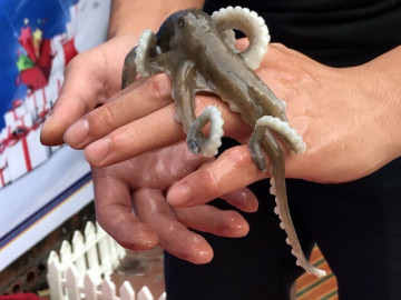 Đặc sản chân dài cả triệu đồng/kg ngon nhất ở 1 vùng biển phía Bắc, du khách nào cũng tìm mua bằng được