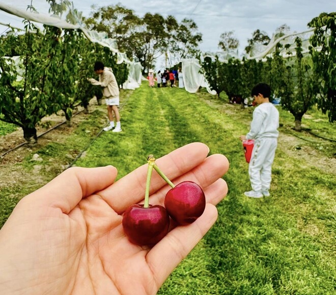 Ốc Thanh Vân quay clip đi hái cherry ai cũng chú ý bé Cola, thiếu nữ 11 tuổi hợp nước Úc, chân dài dáng đẹp sau 10 tháng định cư - 4