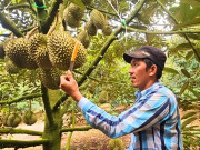 Tin tức - Nghề lạ ở Việt Nam: Nông dân nghe tiếng, ngửi mùi loại đặc sản này cho thu nhập khủng, có thể kiếm 2 triệu đồng/ngày