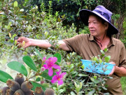 Tin tức - Trồng cây dại phủ tím cả vùng, làm món đặc sản nhiều người mê, anh nông dân nhẹ nhàng thu 1 tỷ đồng/năm