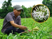 Tin tức - Trồng cây "thần dược" tốt cho sức khỏe lại ít tốn công chăm sóc, ông nông dân nhẹ nhàng thu gần 100 triệu đồng/năm