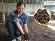 Tin tức - Anh nông dân đổi đời nhờ con vật "hiền như cục đất", nuôi không tốn công, kiếm tiền tỷ rất dễ dàng