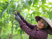 Tin tức - Ông nông dân bỏ túi cả tỷ đồng mỗi năm nhờ cây "siêu trái" lại dễ lai tạo, trồng một lần thu hoạch tận 10 năm