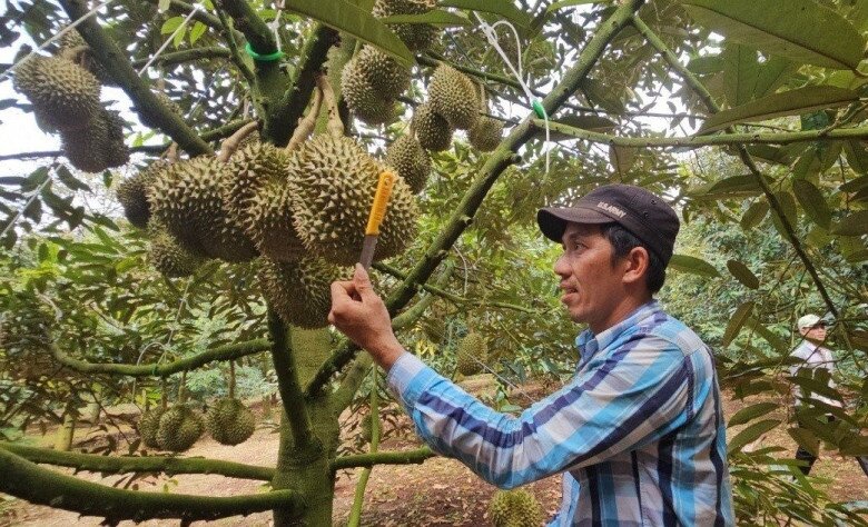 Mỗi vựa sầu riêng đều thuê 1-2 thợ chuyên nghiệp để gõ vào trái để đảm bảo chất lượng trước khi đến tay thương lái, khách hàng. Trung bình, mỗi người thợ gõ sầu lành nghề có thể kiếm 1-2 triệu đồng/ngày.
