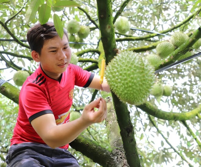 Dụng cụ làm việc cũng rất đơn giản chỉ với một cây dao trong tay, anh leo thoăn thoắt lên ngọn cây cao dùng cán dao gõ vào từng trái sầu riêng. 
