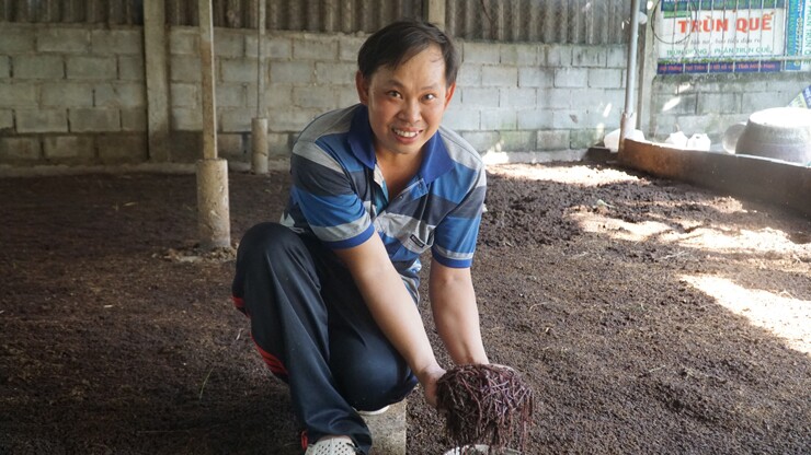 Về quy trình sản xuất, mỗi ngày, anh Vinh thu gom từ 15-20 tấn phân bò tươi từ các trang trại nuôi bò ở các vùng lân cận để làm thức ăn cho trùn quế. 