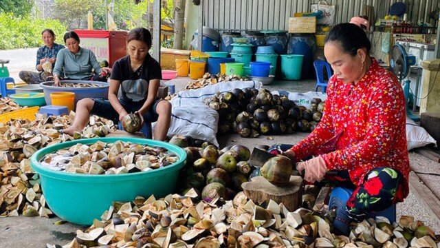 Thốt nốt: Bông hoa vàng đem lại cuộc sống ấm no cho người dân An Giang