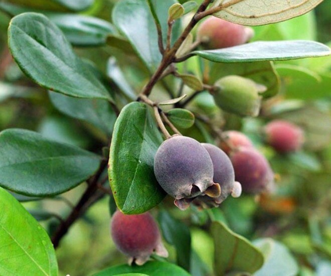 Trước đây, cây sim rừng thường mọc dại, xuất hiện nhiều tại các cánh rừng khu vực trung du miền núi phía Bắc, Lạng Sơn, Quảng Ninh, Quảng Ngãi hay ở các vùng đảo như Lý Sơn, Phú Quốc, Côn Đảo. Theo thời gian, người dân khai hoang đất để làm nông nên diện tích trồng bị thu hẹp nhiều. 