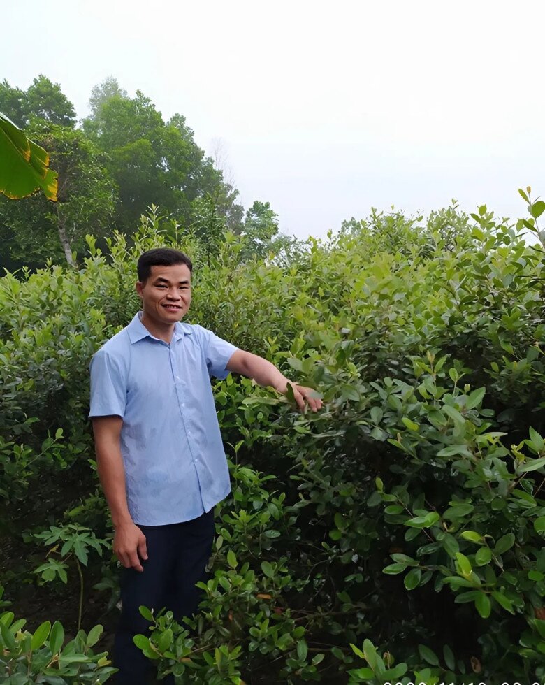 Khởi nghiệp với cây sim, sau khoảng 3 năm trồng thử loại cây này, khu vườn nhà anh đã cho sản lượng ổn định, ước tính thu nhập hơn 1 tỷ đồng/năm nhờ bán sim tươi, sim khô, cung cấp nguyên liệu để làm rượu và bán sang thị trường quốc tế.