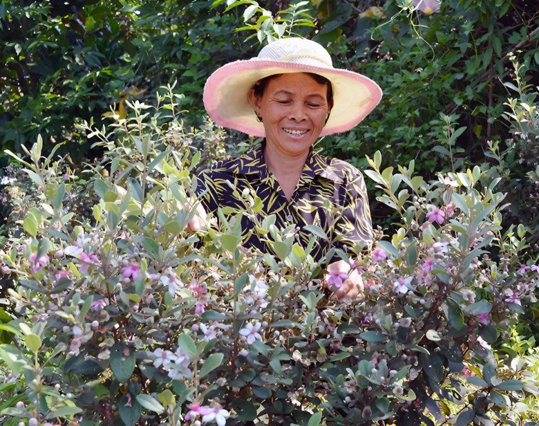 Những năm về trước, quả sim rừng không được biết đến nhiều. Phần lớn mọi người đều cho rằng đây là loài quả dại không có giá trị kinh tế. Nhưng có những người nghĩ khác, họ đem loài cây dại này về trồng với quy mô lớn để làm giàu.