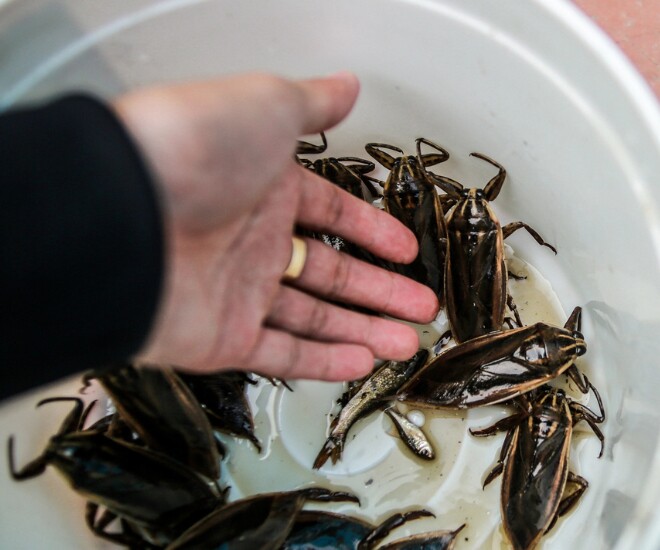 Không chỉ là đặc sản thơm ngon, cà cuống còn rất bổ dưỡng, chứa hàm lượng protein, lipid và các vitamin dồi dào. Theo đông y, loại côn trùng này có vị ngọt, cay, tính bình, không độc, có tác dụng bổ thận, tráng dương, lợi tiêu hóa.