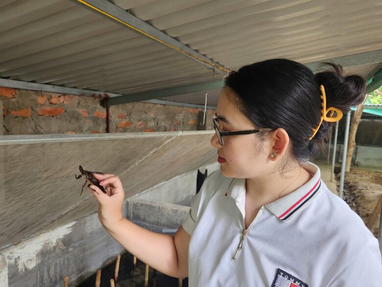 Nông dân có thể kiếm được 2 nguồn thu từ cà cuống thông qua việc bán từng con hoặc dùng nó làm nguyên liệu chế biến tinh dầu, nước mắm cà cuống.