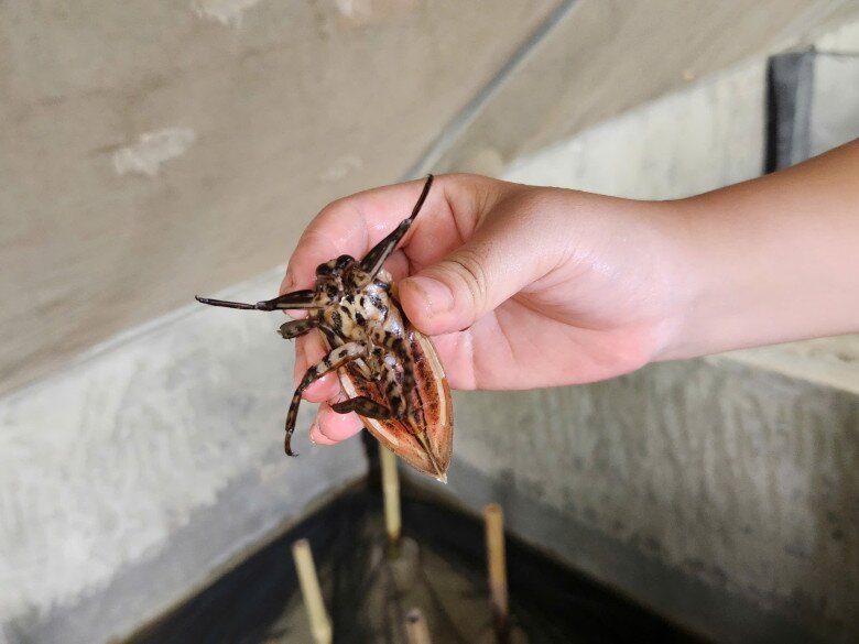 Trên các sàn thương mại điện tử, cà cuống có giá thành đắt đỏ, trung bình khoảng 50.000 đồng/con. Tinh dầu chiết xuất từ cà cuống có giá khoảng 280.000 đồng cho 5ml.