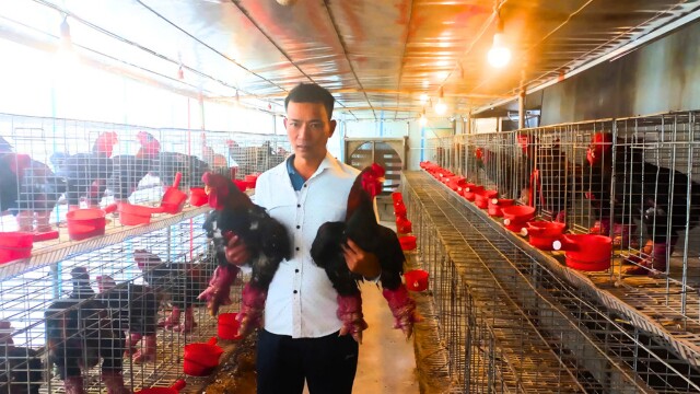 Với loại gà nuôi làm thịt đặc sản, bán cho khách tiêu dùng làm quà biếu, anh Hiếu cũng phải chọn những con gà trống thuần chủng, nuôi từ 10-12 tháng tới trọng lượng 6,0 - 6,7kg/con mới xuất chuồng.