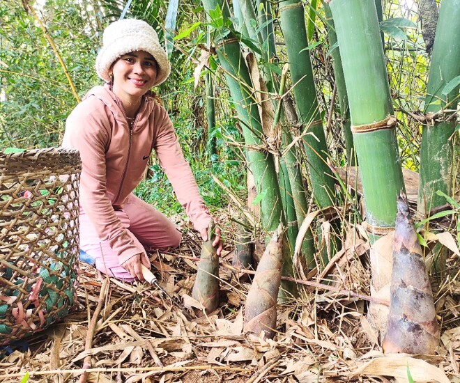 Thời điểm thích hợp nhất để thu hoạch măng là khi chúng còn non, vỏ ngoài còn tươi xanh. Nếu để quá lâu, măng sẽ già, không còn độ giòn ngon và khó chế biến.