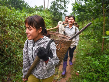Chị em rủ nhau săn lộc rừng từ cây uốn theo chiều gió, làm thành đặc sản vạn người mê thu lãi chục triệu đồng