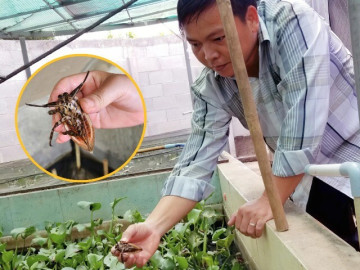 Nuôi côn trùng được ví như tôm hùm vùng quê, anh nông dân thu tiền tỷ mỗi năm, tận dụng tinh dầu thơm làm đặc sản
