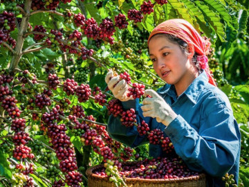Bà con vùng núi hốt bạc nhờ công việc ăn ngủ ở rẫy cà phê, đút túi tiền triệu mỗi ngày