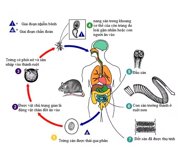 Chu kỳ của sán dây chuột Hymenolepis diminuta. Ảnh: BV Cung cấp. 