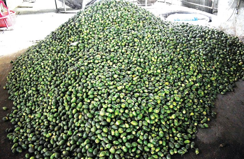 Betel nuts in a bowl