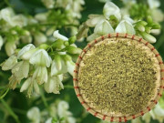 Sức khỏe - Loại cây nở hoa đẹp mắt, ngoài đem lại may mắn tài lộc còn có tác dụng chữa bệnh, tiếc là người Việt ít dùng