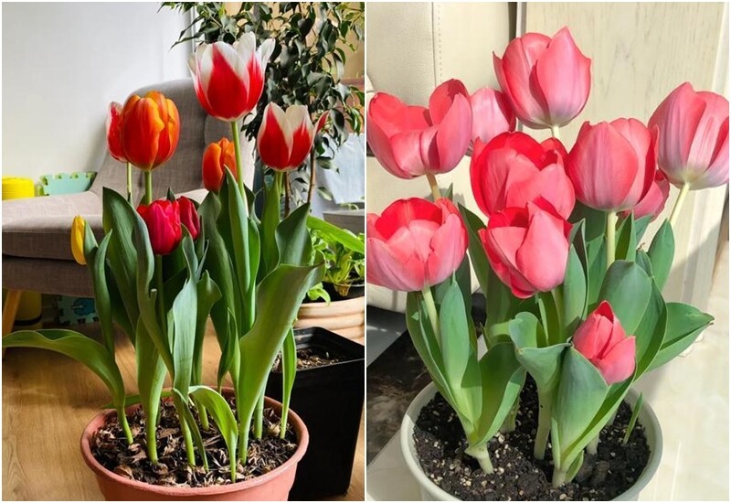 Nếu trồng hoa tulip để chơi Tết, bạn cần trồng trước Tết khoảng 60 ngày để đảm bảo cây ra hoa đúng dịp. Cây hoa tulip thường được trồng bằng củ trong chậu, chỉ cần đặt chậu ở nơi nhiều ánh sáng, tưới nước 1 ngày/lần thì cây sẽ nở hoa đúng dịp Tết. 