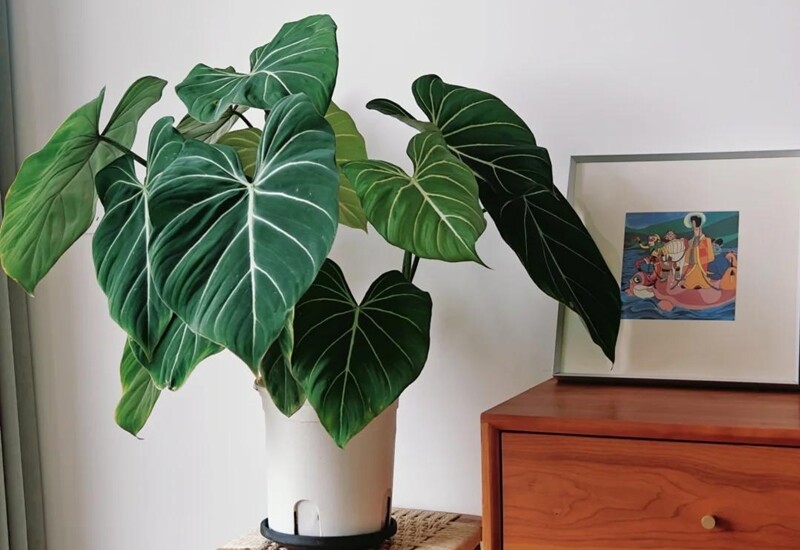 3. Cây trầu bà Melano – Philodendron Melanochrysum là loài cây kiểng lá quý hiếm. Chúng sở hữu những chiếc lá nhung hình mũi tên dài màu xanh lá đậm cùng với khả năng leo trèo tốt nên được nhiều người săn lùng để trang trí cho không gian sống. 