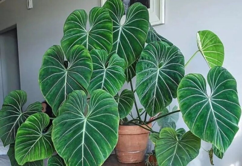 Lá của Philodendron to như chậu rửa mặt, lá có màu sắc phong phú. Một số giống có kết cấu nhung trên lá, rất cao cấp. Philodendron thích hợp đặt trong phòng khách và trông đầy quý phái.