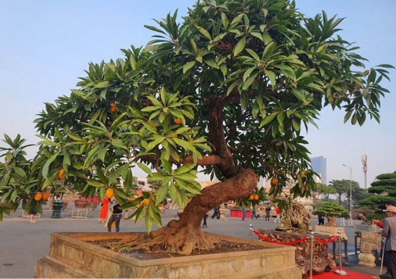 Cây ăn quả ở quê mới có lên chậu thành bonsai đẹp lạ, quả chín như treo vàng trên cây, hút tài lộc vào nhà - 3