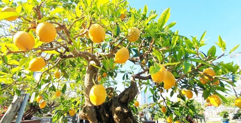 Cây ăn quả ở quê mới có lên chậu thành bonsai đẹp lạ, quả chín như treo vàng trên cây, hút tài lộc vào nhà - 4