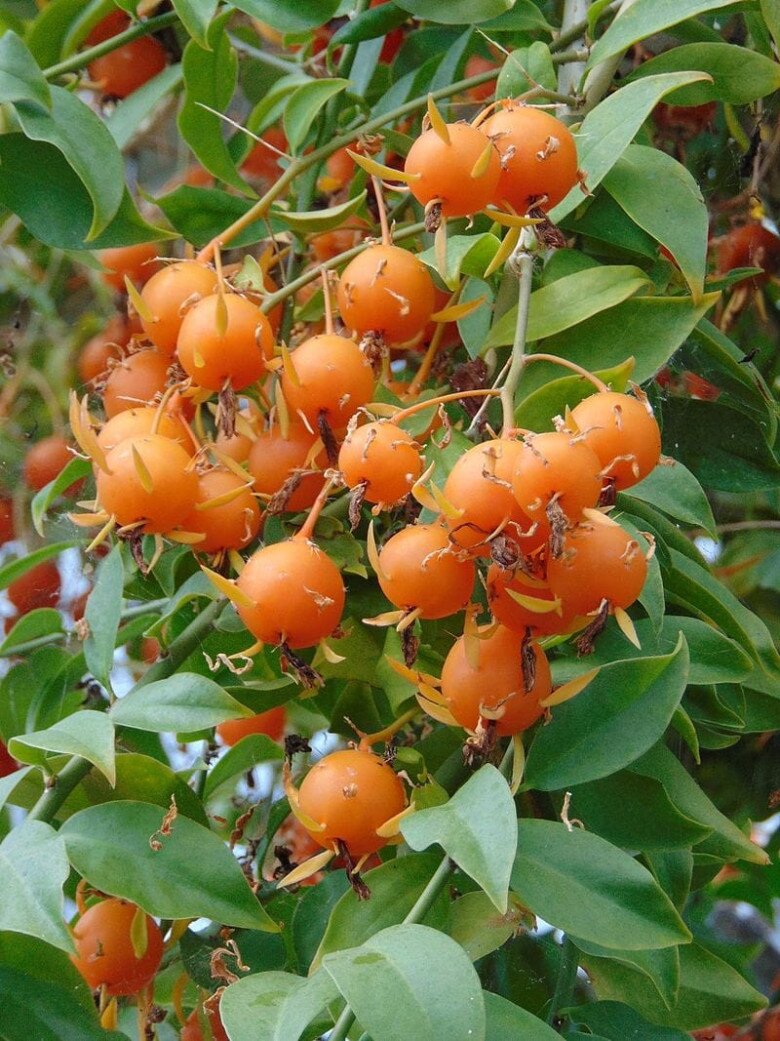 Quả của cây Barbados Gooseberry khi chín.