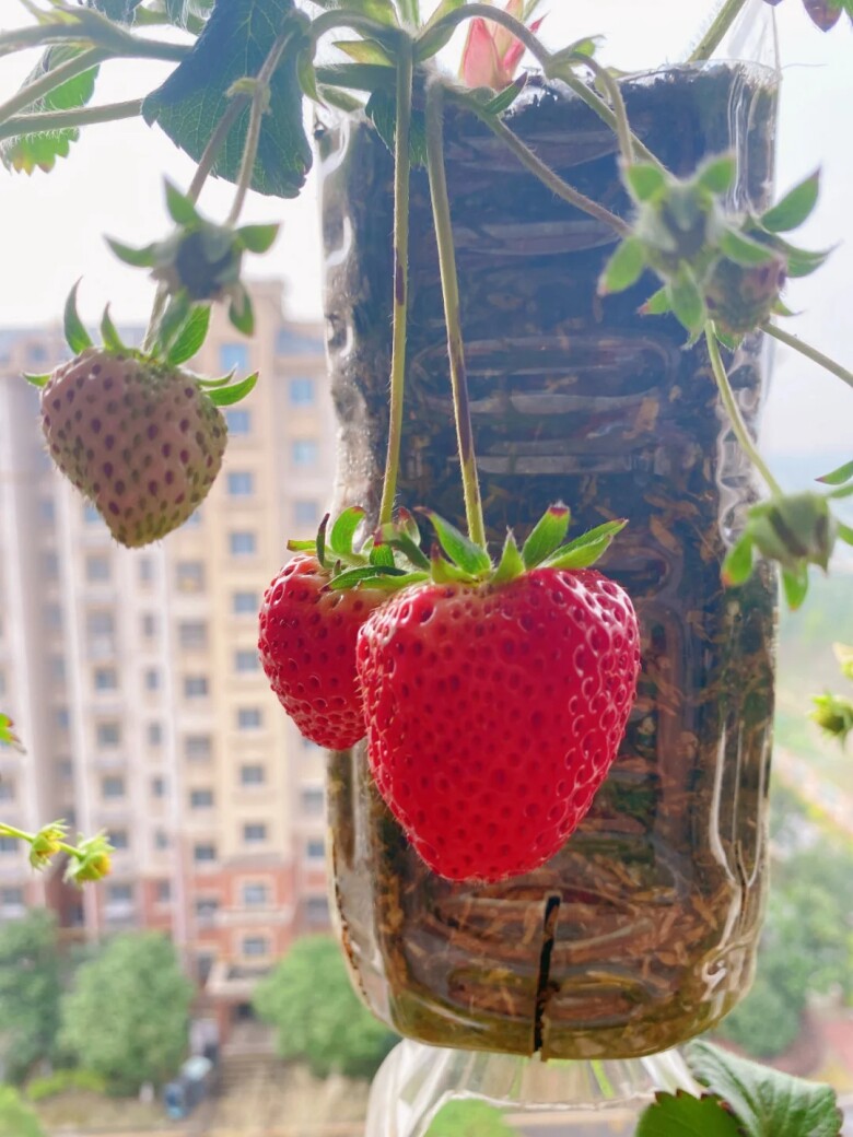 Cô gái trồng dâu tây trong chai nhựa ở ban công, chi phí rẻ nhưng nhìn thành quả cực thích mắt - 3