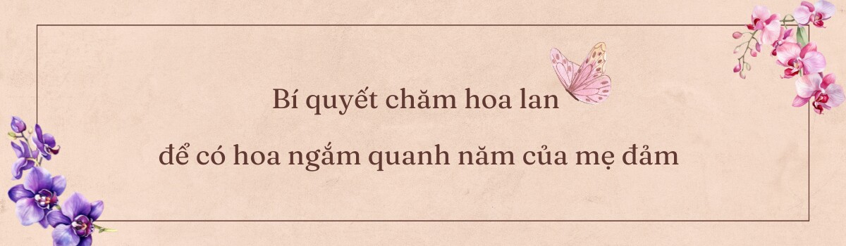 Để làm vui lòng bà xã, chồng Việt tặng vợ mảnh vườn 700m2 với hơn 200 loại hoa lan, hoa quỳnh trên đất Úc - 7