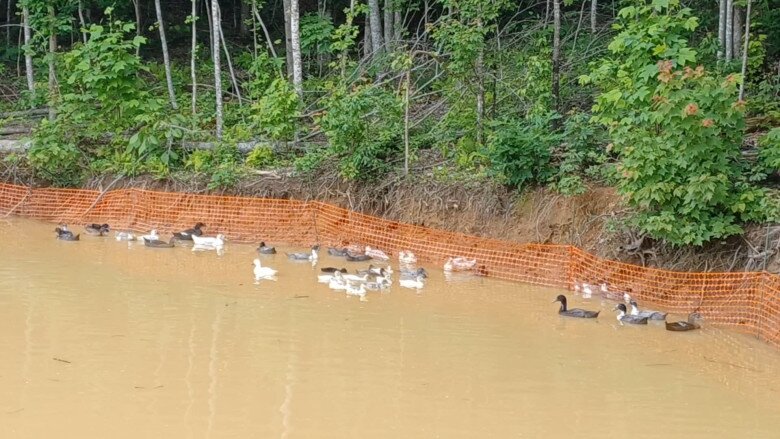 Ngoài trồng trọt, vợ chồng chị còn chăn nuôi. 