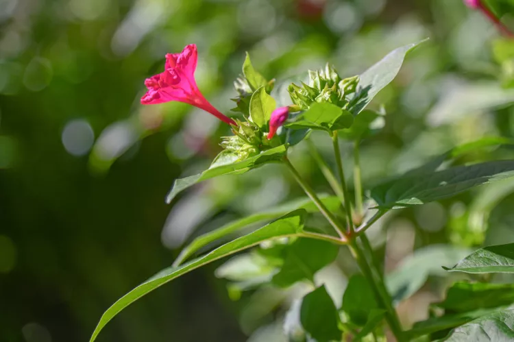 Loài hoa dại thơm hơn hoa nhài nay được trồng làm cảnh, không cần chăm cũng nở cả trăm bông quanh năm - 6